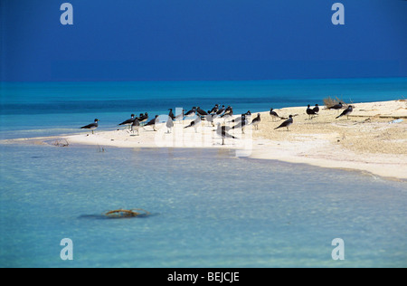 Beach, Farasan Island, Red Sea, Saudi Arabia, Middle East Stock Photo