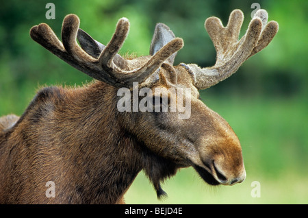 Moose bull (Alces alces) with antlers covered in velvet, Scandinavia, Sweden Stock Photo