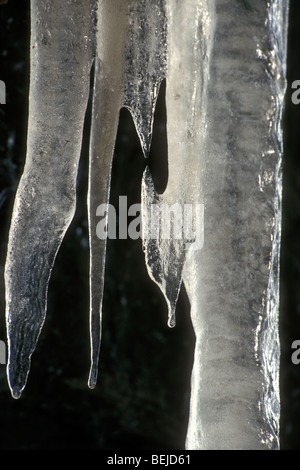Icicles in the winter. Stock Photo