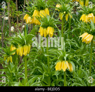 spring fritillaria imperialis  Crown Imperials Stock Photo