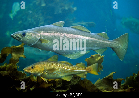 Atlantic cod (Gadus morhua) and European pollock (Pollachius pollachius) swimming underwater, Scandinavia, Norway Stock Photo