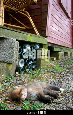 Dead red fox (Vulpes vulpes) kit lying next to house, killed by disease Stock Photo
