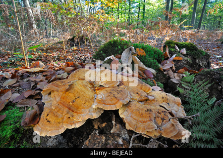 Giant polypore bracket fungus / black-staining polypore (Meripilus giganteus / Polyporus giganteus) on tree-stump Stock Photo