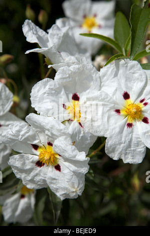 Rock Roses White Cistus Cyprius growing in a Surrey Garden Stock Photo