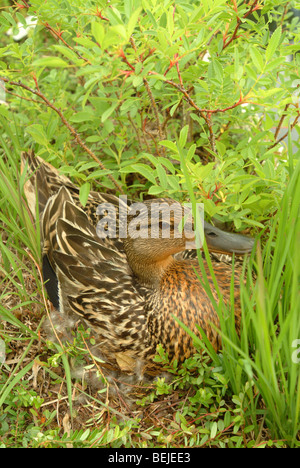 Animals birds waterfowl Mallard duck female sitting on her eggs hidden in brush Stock Photo