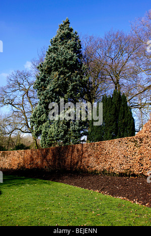 FAGUS SYLVATICA. BEECH HEDGE IN WINTER. Stock Photo