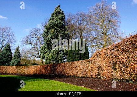 FAGUS SYLVATICA. BEECH HEDGE IN WINTER. Stock Photo