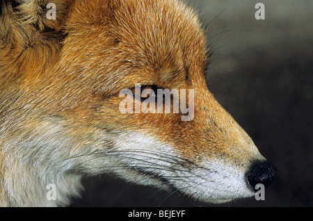 Red fox (Vulpes vulpes) close up Stock Photo