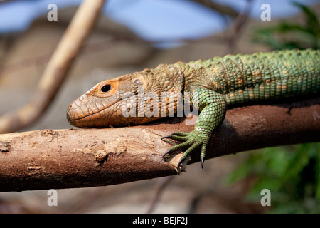 Caiman lizard, Dracaena guianensis Stock Photo