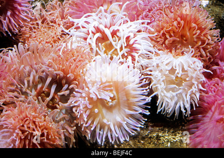 Dahlia anemones / white-spotted rose anemone / strawberry anemone (Urticina eques / Urticina lofotensis) Norway Stock Photo