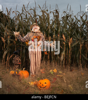 License available at MaximImages.com - Scarecrow and pumpkins in a corn field. Halloween theme. Stock Photo