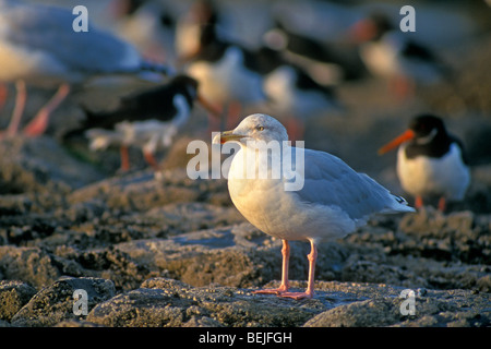 Herring gull (Larus argentatus) and flock of pied oystercatchers resting on groyne along the North Sea coast Stock Photo