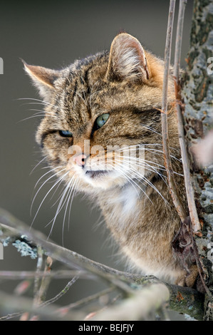 European Wild cat / Wildcat (Felis silvestris) close up showing thick winter coat, Scottish Highlands, Scotland, UK Stock Photo