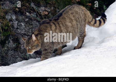 Wild cat (Felis silvestris) hunting in the snow showing thick winter coat, Scottish Highlands, Scotland, UK Stock Photo