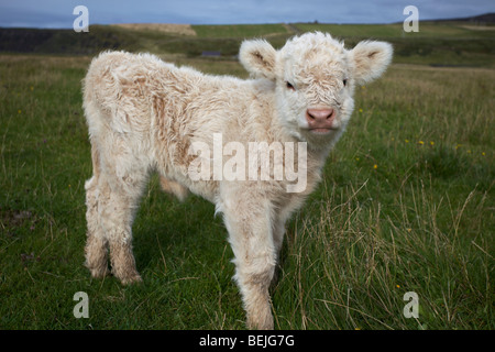 A baby Highland Cow, Isle of Skye, Scotland Stock Photo