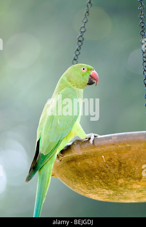 Rose ringed parakeet on feeder Stock Photo