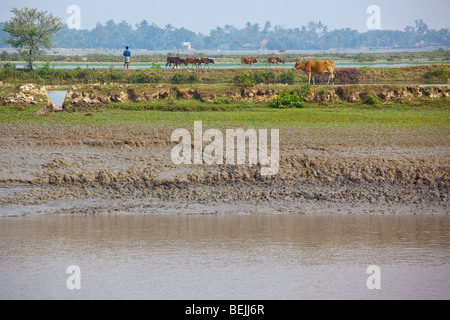 Seen from the Rocket: Livestock on the Brahmaputra River in Bangladesh Stock Photo