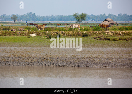 Seen from the Rocket: Livestock on the Brahmaputra River in Bangladesh Stock Photo