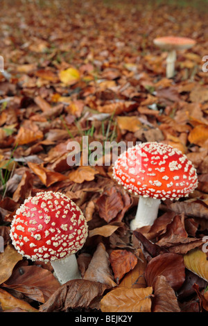 Fly agaric mushrooms (Amanita muscaria) in autumn forest Stock Photo