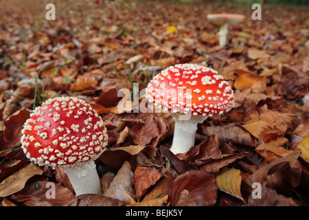 Fly agaric toadstools (Amanita muscaria) among autumn leaves