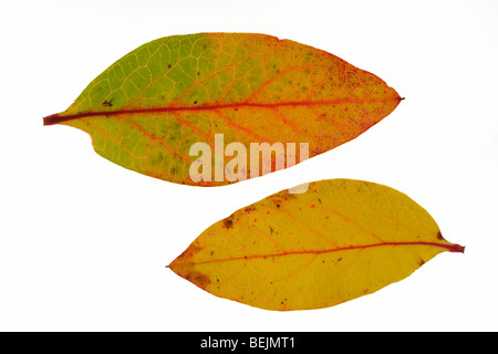 Highbush blueberry (Vaccinium corymbosum) leaves in autumn colours, native to North America Stock Photo