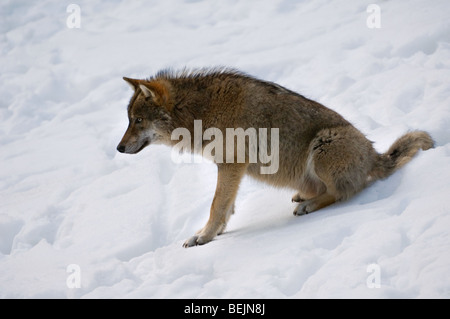 European grey wolf (Canis lupus) sitting in the snow in winter, Germany Stock Photo
