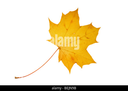 Norway maple tree (Acer platanoides) leaf in autumn colours on white background Stock Photo