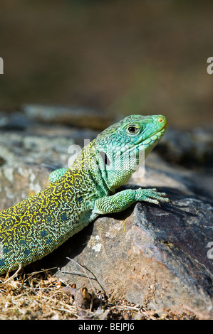 Close up of sunning Ocellated lizard (Timon lepidus / Lacerta lepida), Sierra de Gredos, Spain Stock Photo