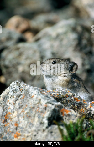 North American pika (Ochotona princeps) on the lookout on rock in mountain slope, Denali National Park, Alaska, USA Stock Photo