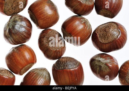 Hazelnuts of common hazel (Corylus avellana) on white background Stock Photo