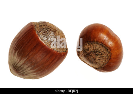 Hazelnuts of common hazel (Corylus avellana) on white background Stock Photo