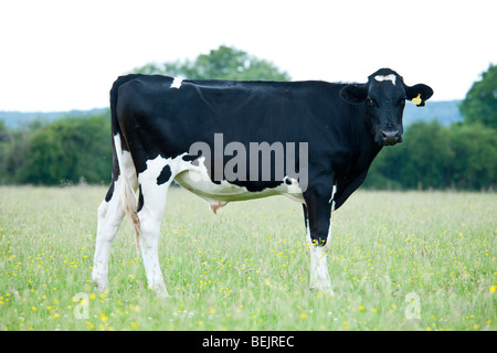 Holstein Fresian cow standing in a field in Oxfordshire Stock Photo