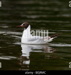 Black-headed Gull resting on the River Thames in Oxfordshire Stock Photo