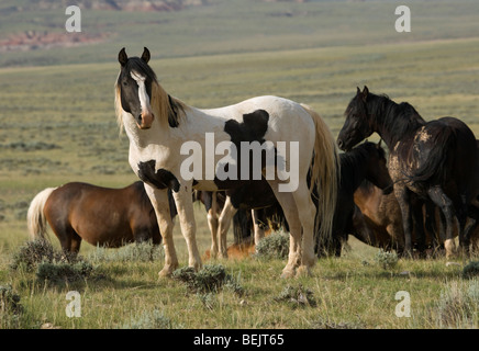 Animal Horse McCullough Peaks Mustang Wild US USA Stock Photo