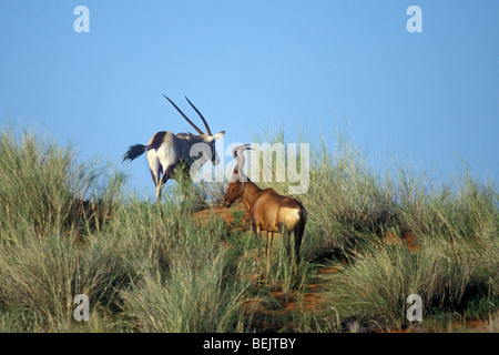 Red hartebeest (Alcelaphus buselaphus caama) and Gemsbok crossing dune, Kalahari desert,Kgalagadi Transfrontier Park, Africa Stock Photo