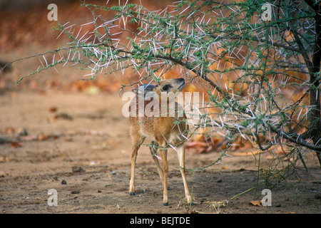 Sharpe's grysbok (Raphicerus sharpei) under thorn bush, Kruger National Park, South Africa Stock Photo