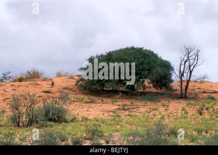 Witgatboom / Motoppie / Shepherd's Tree (Boscia albitrunca) in the Kalahari desert, Kgalagadi Transfrontier Park, South Africa Stock Photo