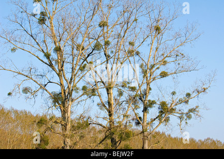 Mistletoe (Viscum album), hemi-parasitic shrubs growing on trees in spring Stock Photo