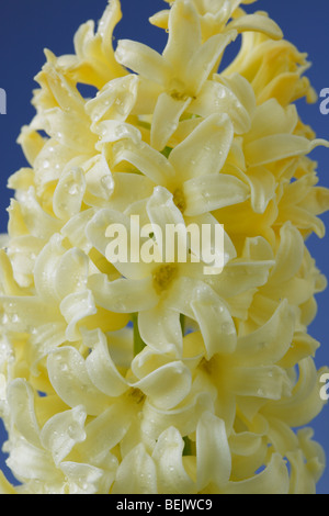 Hyacinthus orientalis 'City of Haarlem'  AGM (Hyacinth) Stock Photo