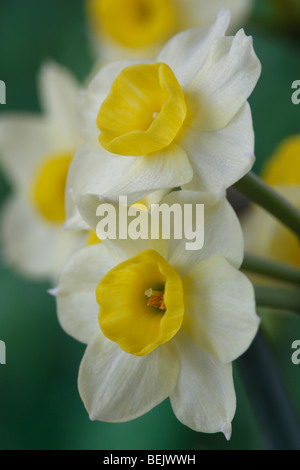 Narcissus 'Minnow'  AGM (Daffodil) Div.8 Tazetta Stock Photo