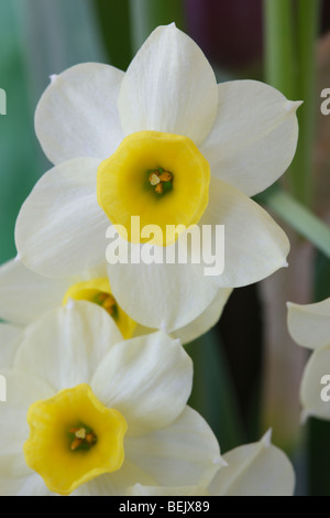 Narcissus 'Minnow'  AGM (Daffodil) Div.8 Tazetta Stock Photo