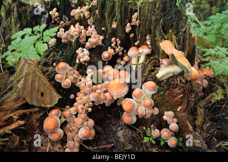 Brick cap mushrooms (Psilocybe sublateritia / Hypholoma sublateritium) on tree stump Stock Photo