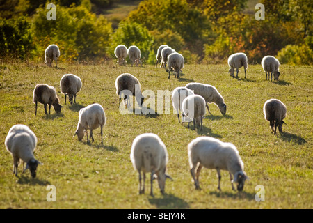 Extensive sheep breeding on the Gergovie plateau (Puy de Dôme - France). Elevage extensif d'ovins sur le plateau de Gergovie. Stock Photo