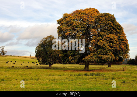 Aberdeen Angus cattle grazing in a harmonious Autumn landscape Stock Photo