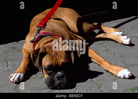 Boxer Dog, on Leash and Lead, lying down and sleeping Outside on Sidewalk, Frontal View Stock Photo