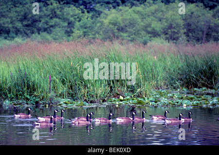 Burnaby, BC, British Columbia, Canada - Flock of Canada Geese (Branta canadensis) swimming in Burnaby Lake Stock Photo