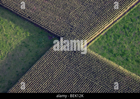 Aerial view over maizefield / cornfield in autumn, Belgium Stock Photo