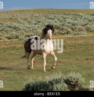 Animal Horse McCullough Peaks Mustang Wild US USA Stock Photo