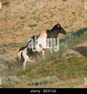 Animal Horse McCullough Peaks Mustang Wild US USA Stock Photo