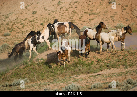 Animal Horse McCullough Peaks Mustang Wild US USA Stock Photo